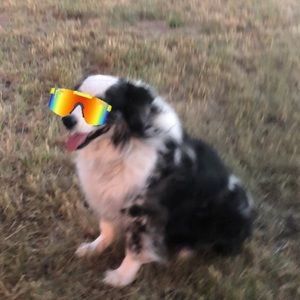 Meet your Posher, Jessie